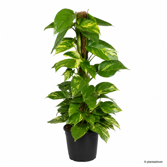 Golden Pothos on Coir Stick