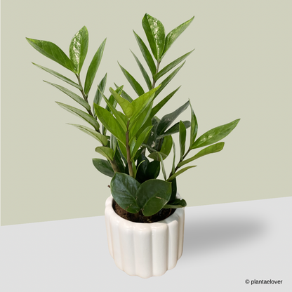 Zamioculcas Zamiifolia in Eclairs Pot