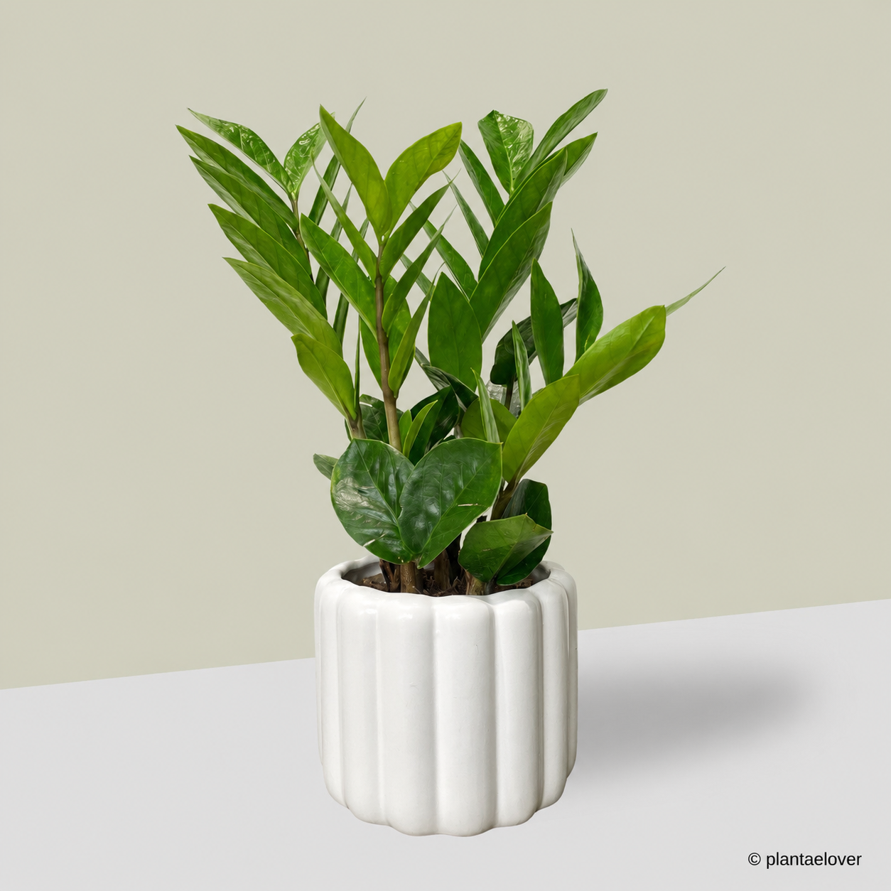 Zamioculcas Zamiifolia in Eclairs Pot