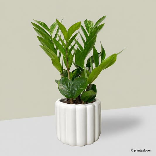 Zamioculcas Zamiifolia in Eclairs Pot