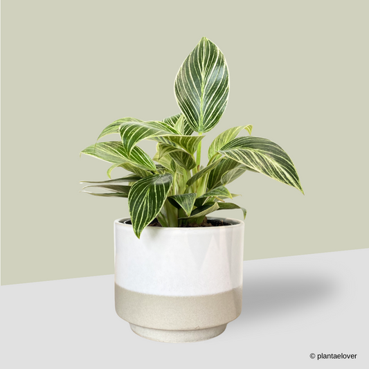 Philodendron Birkin in Abode Pot