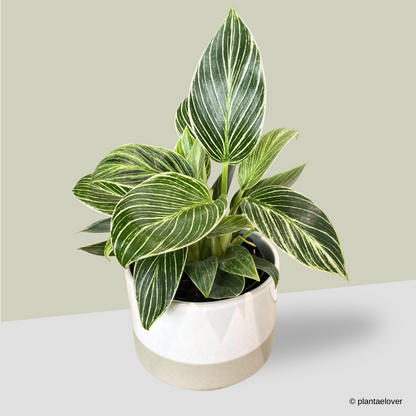 Philodendron Birkin in Abode Pot