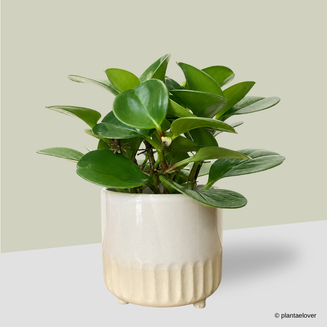 Peperomia Obtusifolia in Chiffon Pot