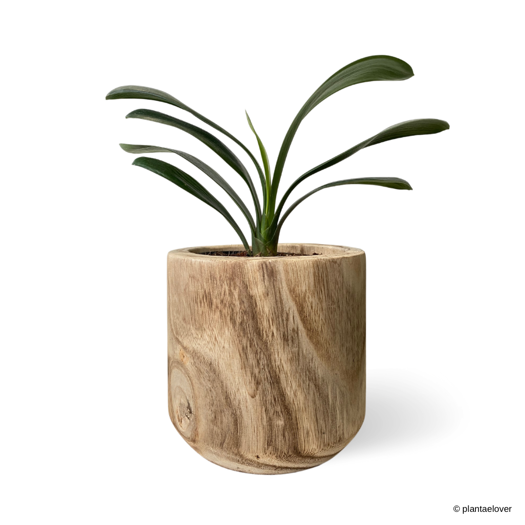 Clivia Miniata in Wooden Planter