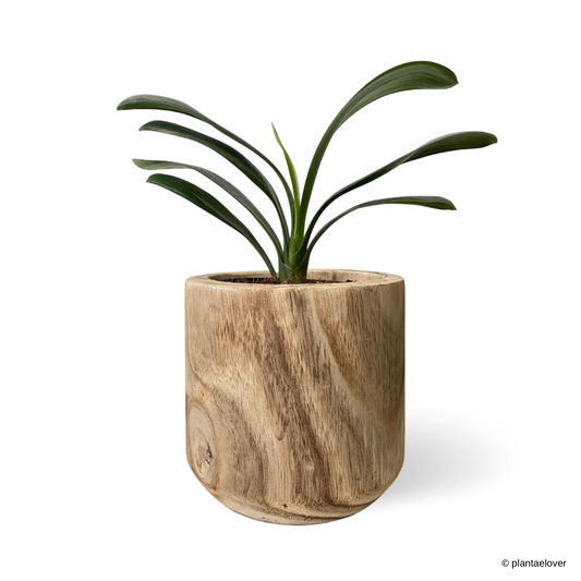 Clivia Miniata in Wooden Planter