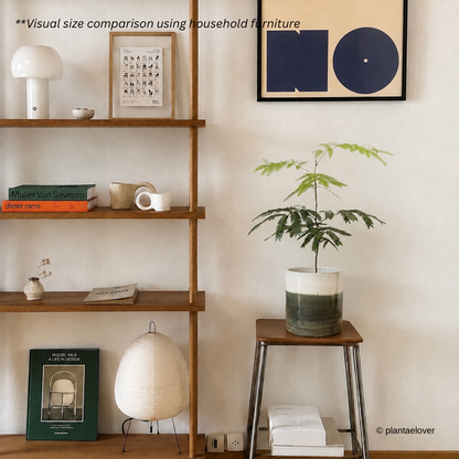 Japanese Everfresh Tree in Forest Green Pot