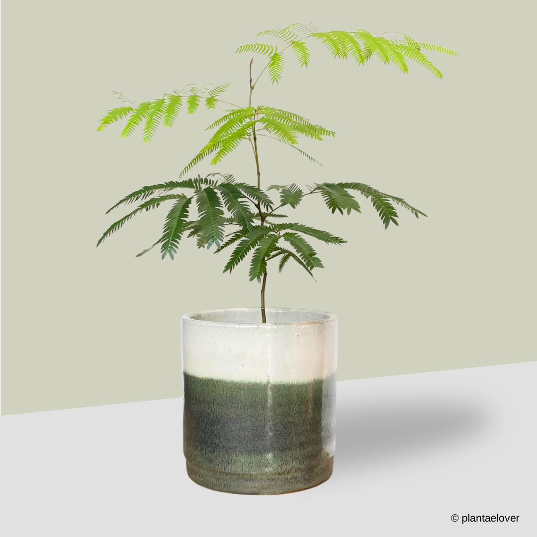 Japanese Everfresh Tree in Forest Green Pot
