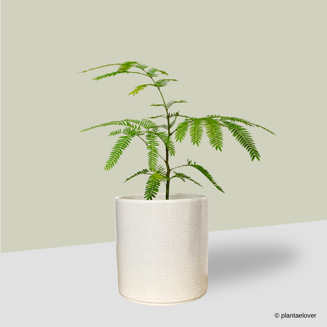 Japanese Everfresh Tree in Lace Pot