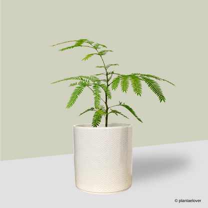 Japanese Everfresh Tree in Lace Pot
