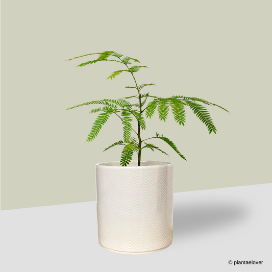 Japanese Everfresh Tree in Lace Pot