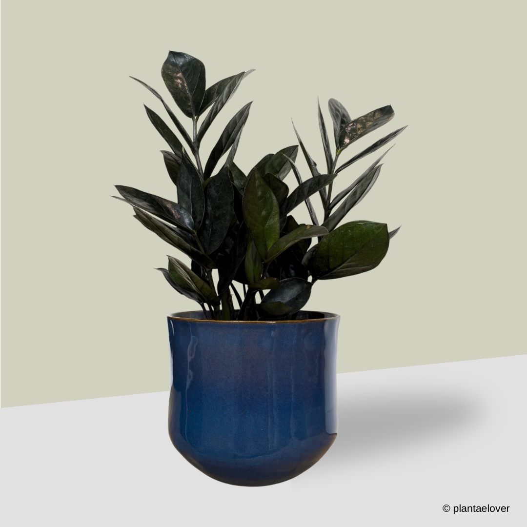 ZZ Black Raven in Royal Pot