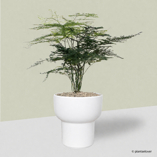 Asparagus Fern in Dodo Pot