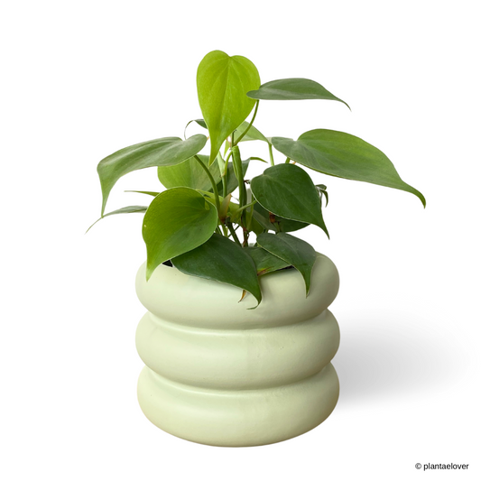 Philodendron Heartleaf in Bagel Pot