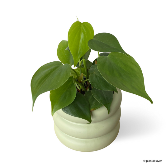 Philodendron Heartleaf in Bagel Pot