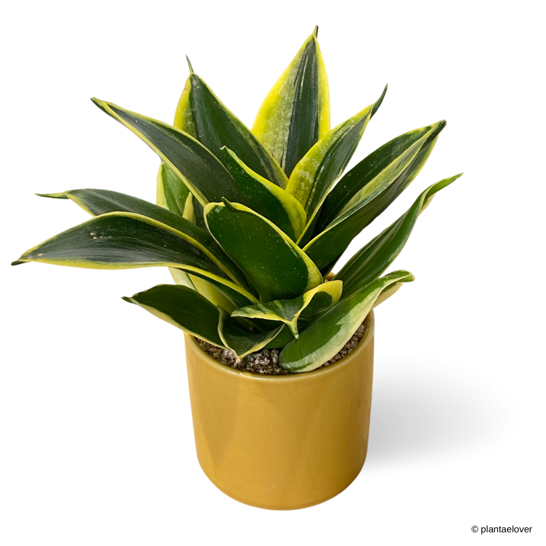 Sansevieria Hahnii Jade Marginata in Mustard Pot