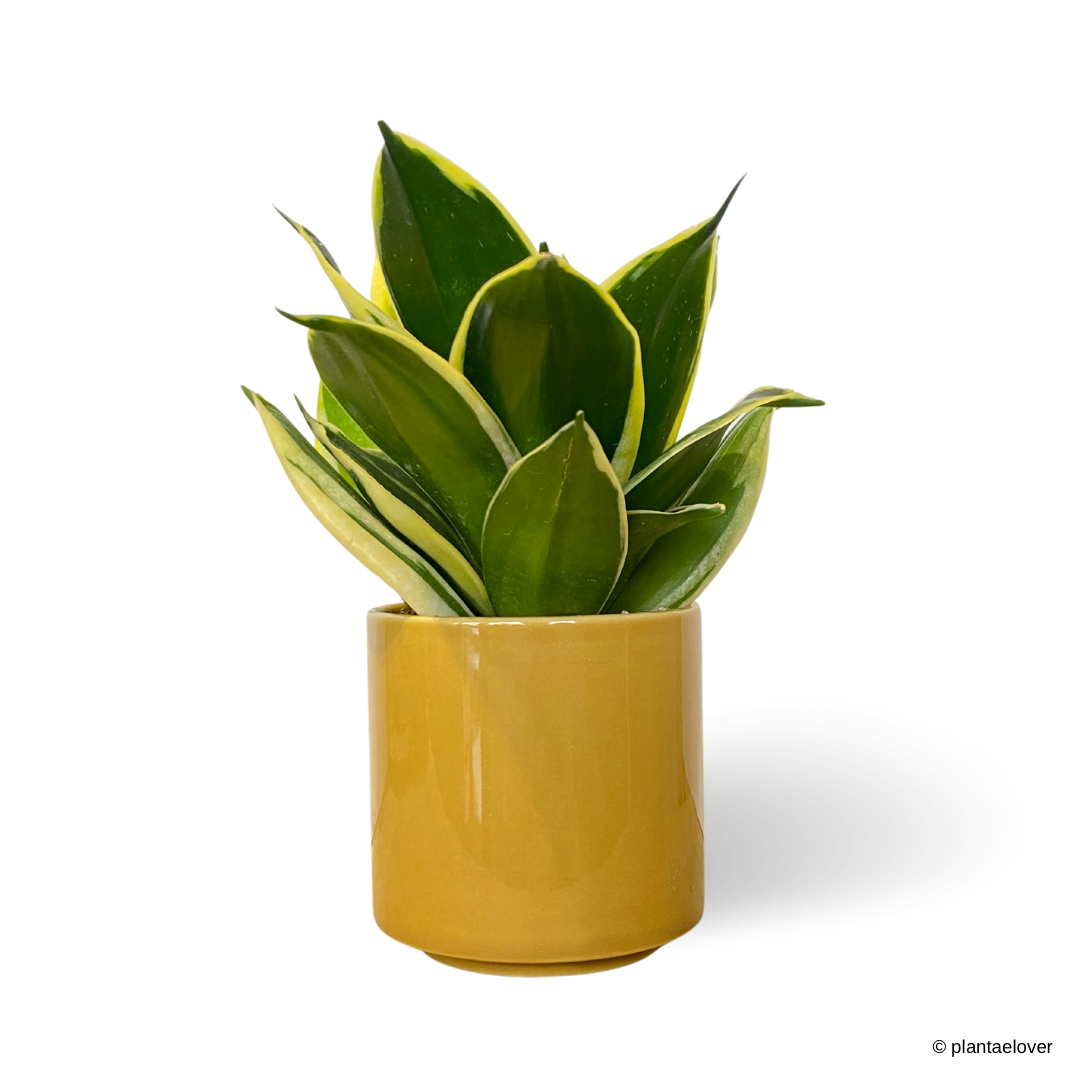 Sansevieria Hahnii Jade Marginata in Mustard Pot