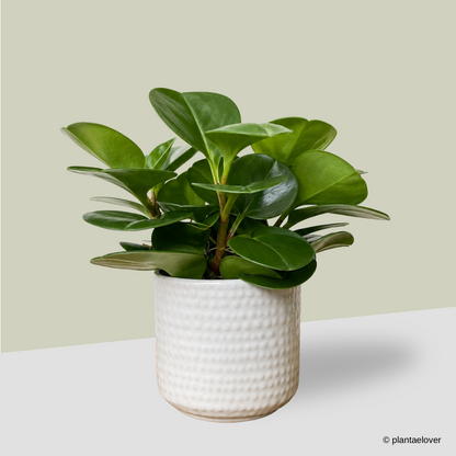 Peperomia Obtusifolia in Duffy Pot