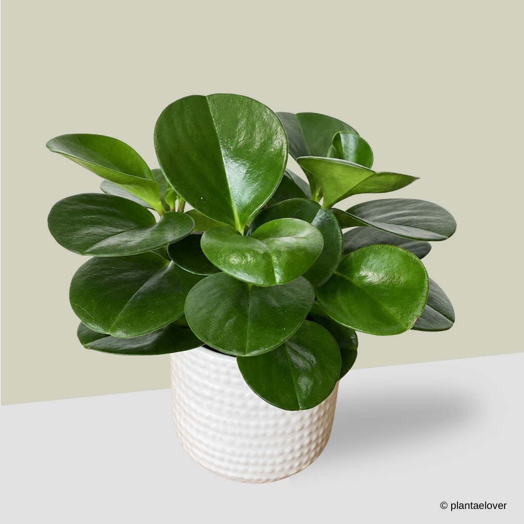 Peperomia Obtusifolia in Duffy Pot