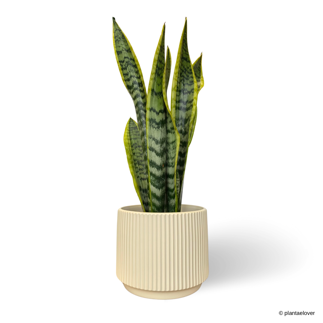 Sansevieria Trifasciata Laurentii in Liner Pot