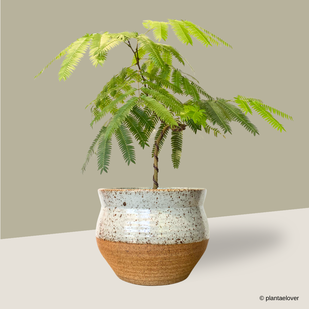 Japanese Everfresh Tree in Brownstone Pot