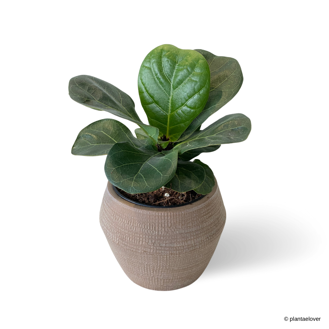 Ficus Lyrata in Brow Pot