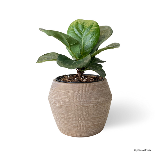 Ficus Lyrata in Brow Pot