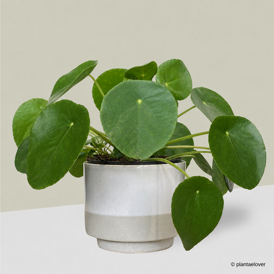 Pilea Peperomioides in Abode Pot