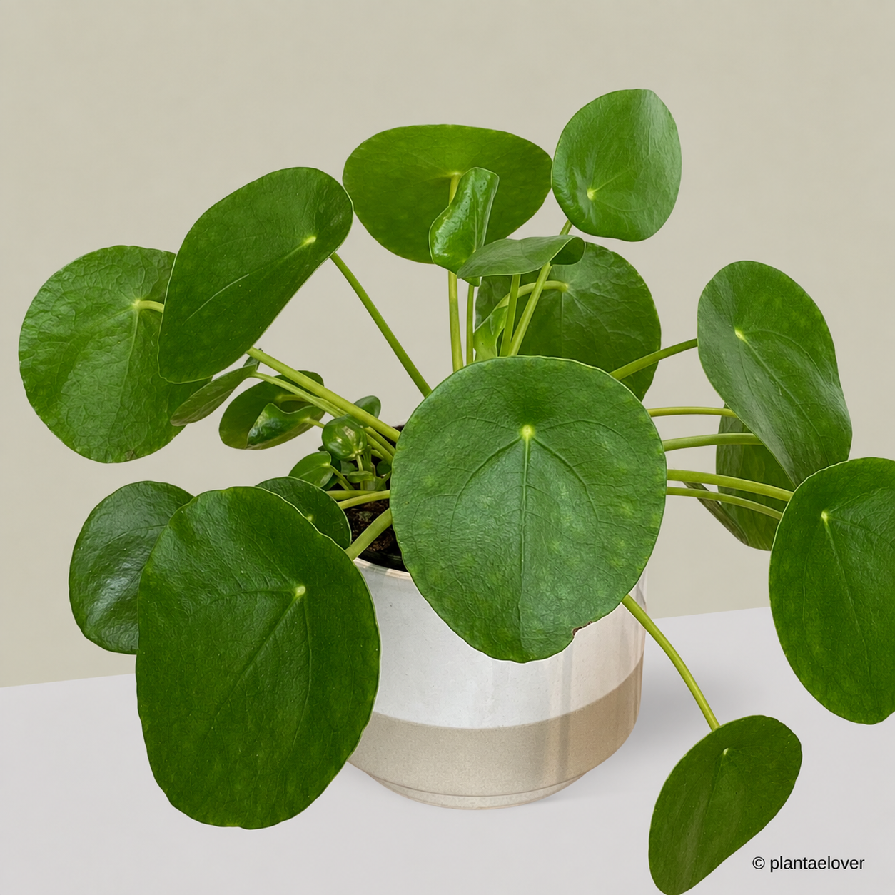 Pilea Peperomioides in Abode Pot