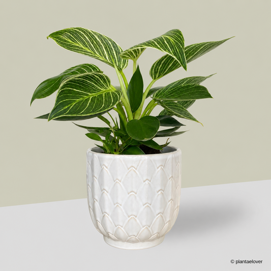 Philodendron Birkin in Artichoke Pot