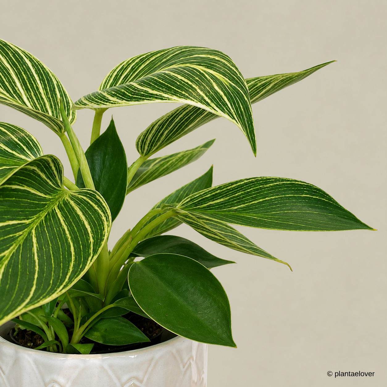 Philodendron Birkin in Artichoke Pot