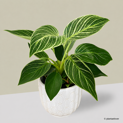 Philodendron Birkin in Artichoke Pot