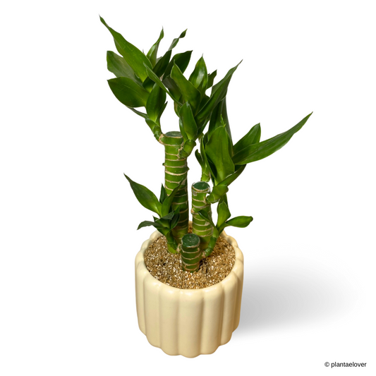 Lucky Bamboo in Eclairs Pot