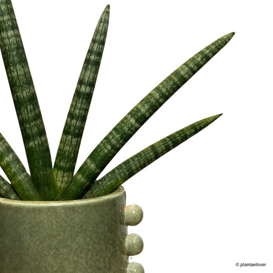 Sansevieria Cylindrica Starfish in Buttons Pot