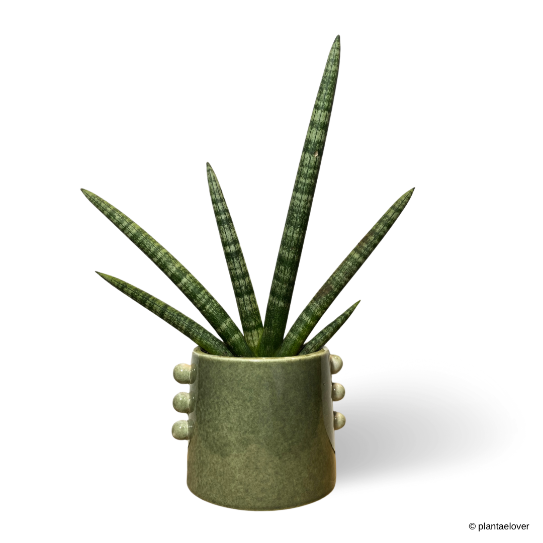 Sansevieria Cylindrica Starfish in Buttons Pot