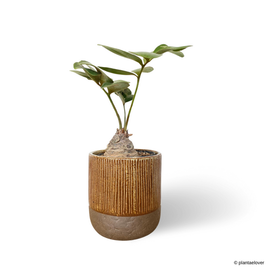 Cardboard Palm in Oak Pot