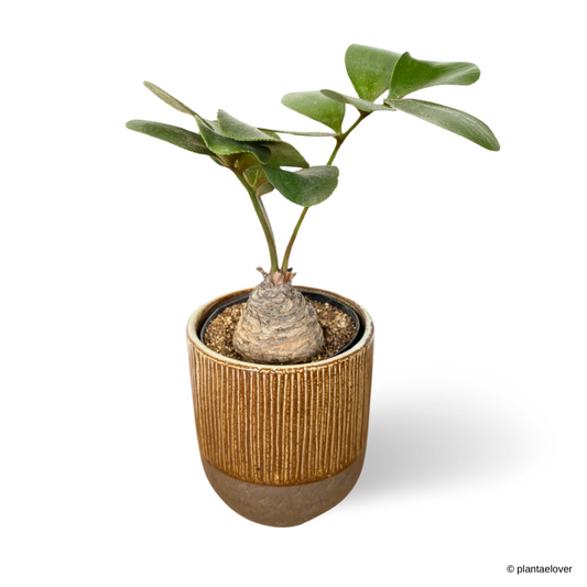 Cardboard Palm in Oak Pot