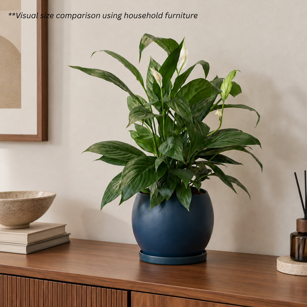 Peace Lily in Royal Blue Pot