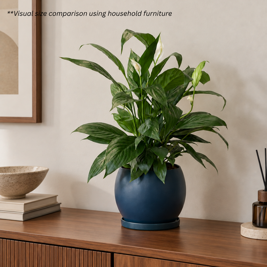 Peace Lily in Globe Pot