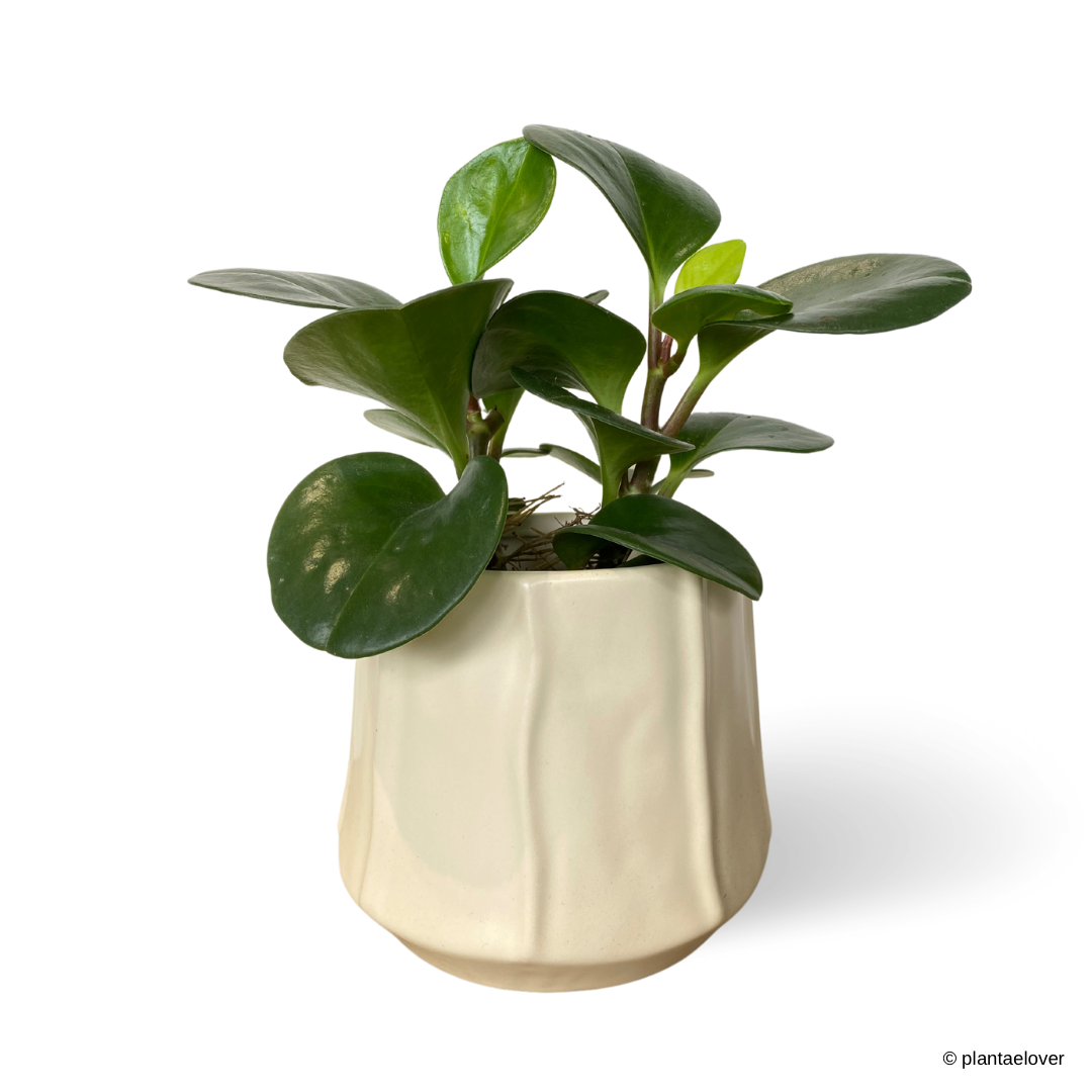 Peperomia Obtusifolia in Donny Pot