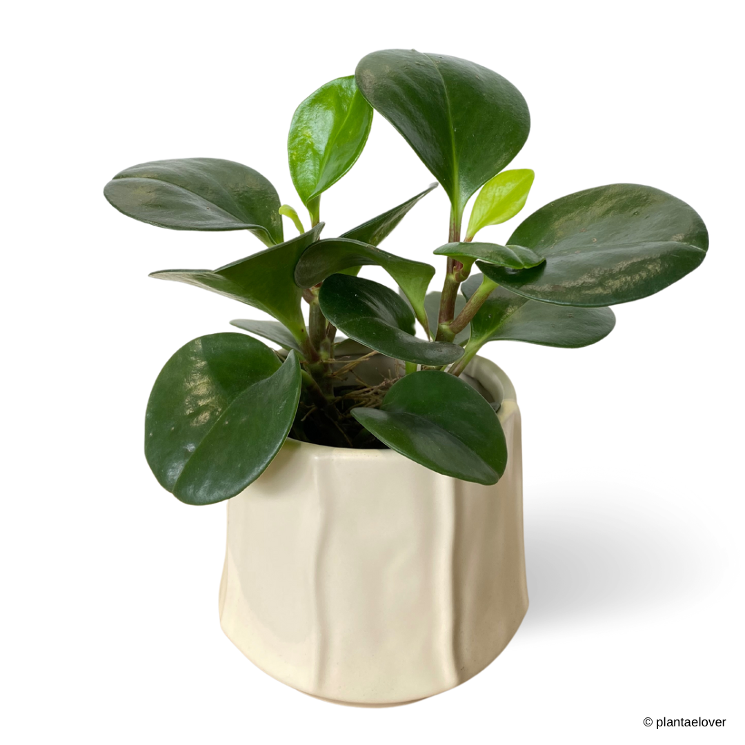 Peperomia Obtusifolia in Donny Pot