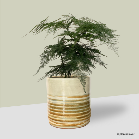 Asparagus Fern in Retro Pot