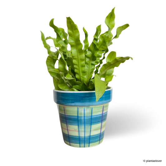 Crispy Wave Fern in Gingham Pot