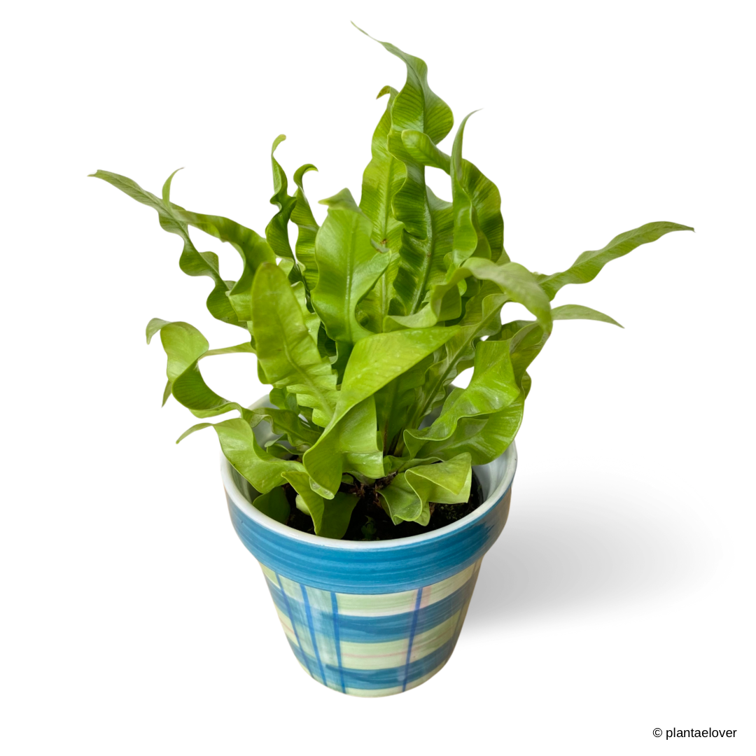 Crispy Wave Fern in Gingham Pot