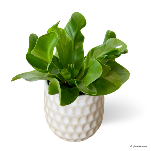 Manila Bird Nest Fern in Blooming Pot