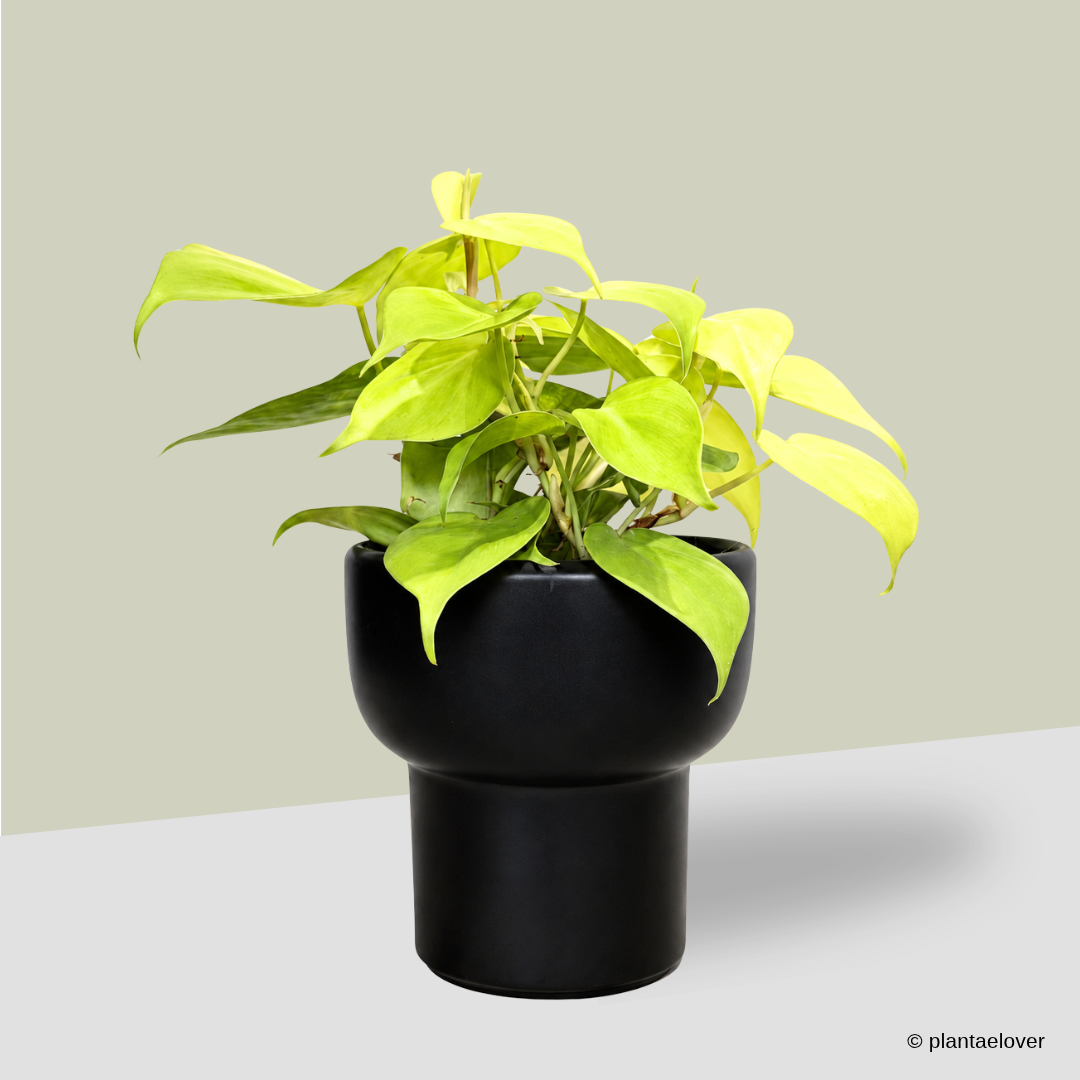 Philodendron Lemon Lime in Dodo Pot