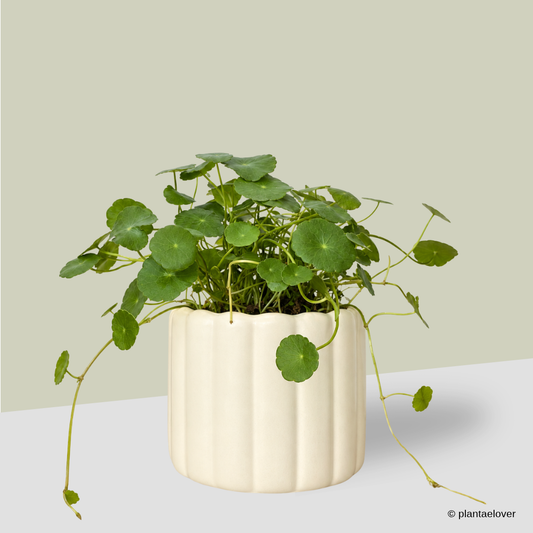 Asiatic Pennywort in Eclairs Pot