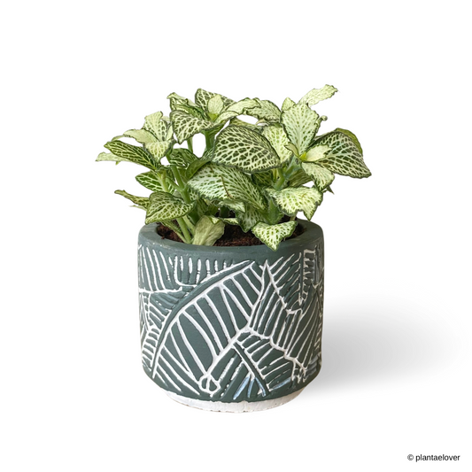 Fittonia in Foliage Pot