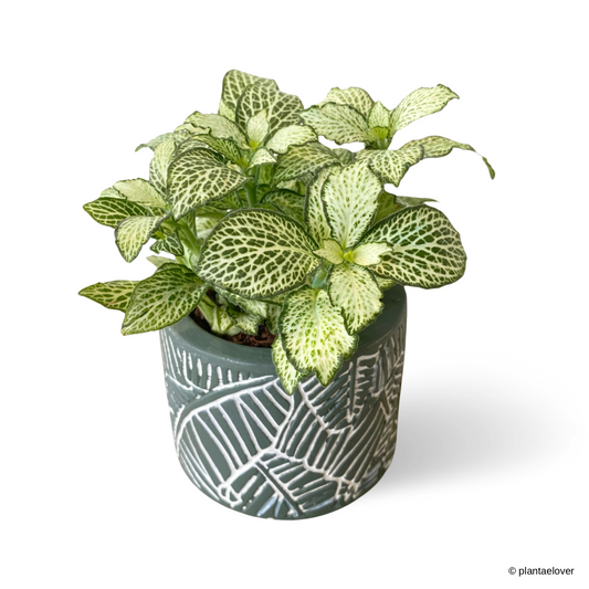 Fittonia in Foliage Pot