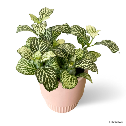 Fittonia in Crepe Pot