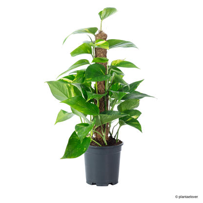 Golden Pothos on Coir Stick